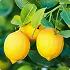 Citrus