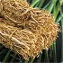 Vetiver